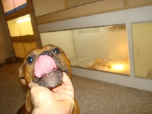 buddy licking his lips
