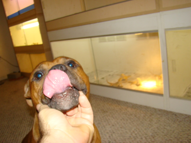 buddy licking his lips