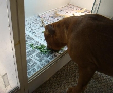 busted 1