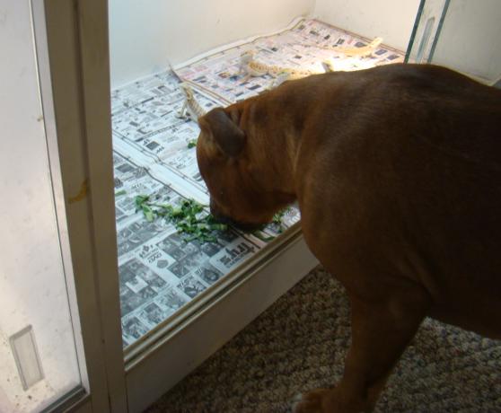 busted 1