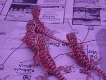 red hatchlings 1