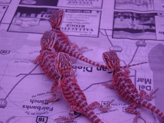 red hatchlings 1