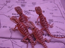 red hatchlings 2