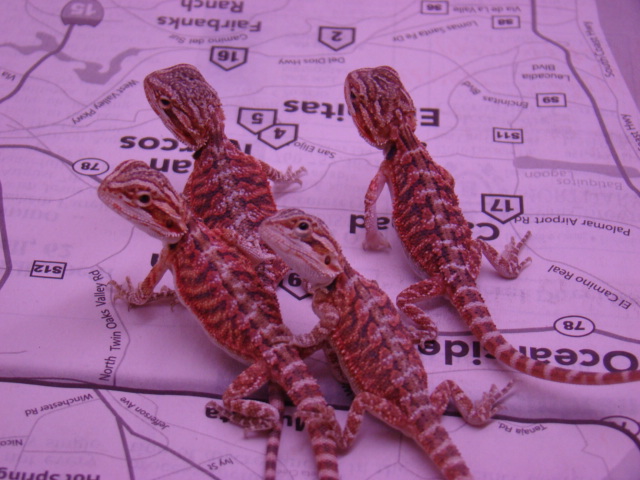 red hatchlings 2