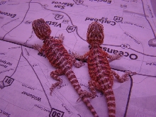 red hatchlings 3