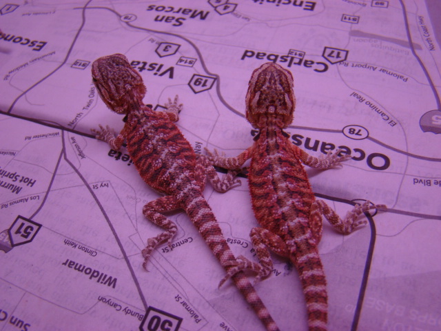 red hatchlings 3