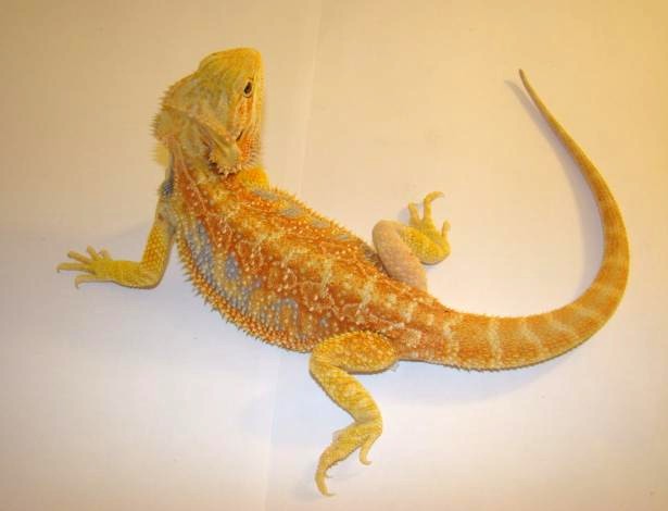 yellow hypo