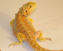 yellow hypo 2