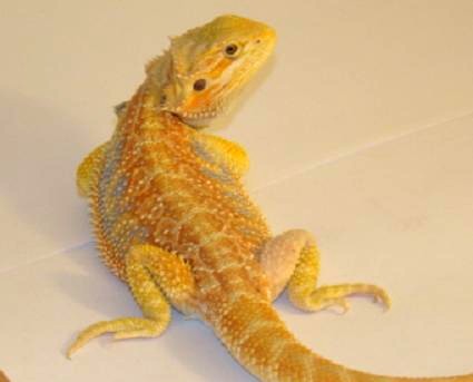 yellow hypo 2
