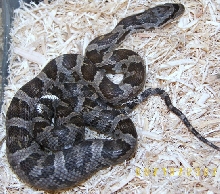 Snake pic