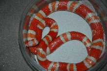 Juanita