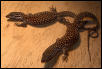 Two more baby ackies