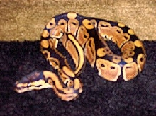 Baby Ball Python