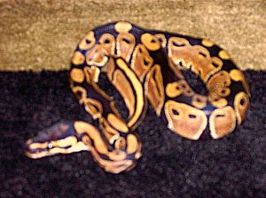 Baby Ball Python