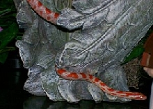 Candy Cane