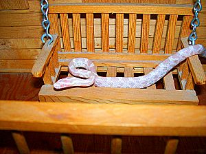 Just a swing
