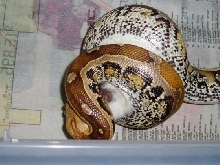 marble3b