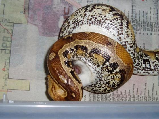 marble3b