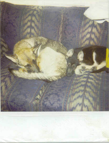 Deja and Bear