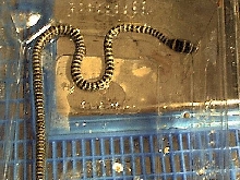Crysopelea ornata