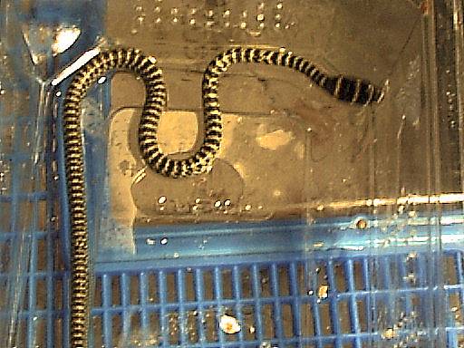 Crysopelea ornata