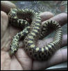 Bullsnake hatchling
