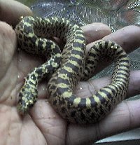 Bullsnake hatchling