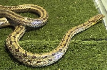 Twin spotted ratsnake female