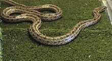Twin Spotted  Ratsnake