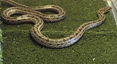 Twin Spotted  Ratsnake
