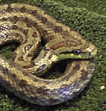 Twin Spotted Ratsnake male