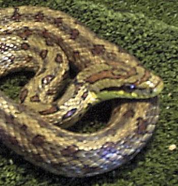 Twin Spotted Ratsnake male