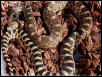 Tyson my Male Bullsnake