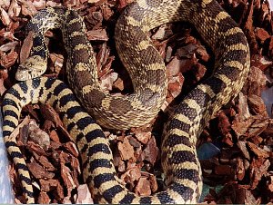 Tyson my Male Bullsnake