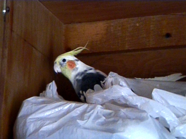 Bird