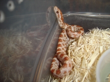 2007 Ultrmel Hatchling