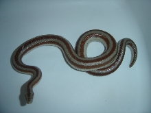 San Felipe Male