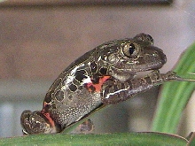 Spotted Red legged running frog