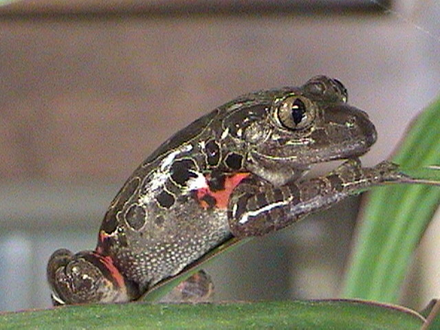 Spotted Red legged running frog