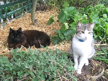 Tabi and Spice resting in their straw place