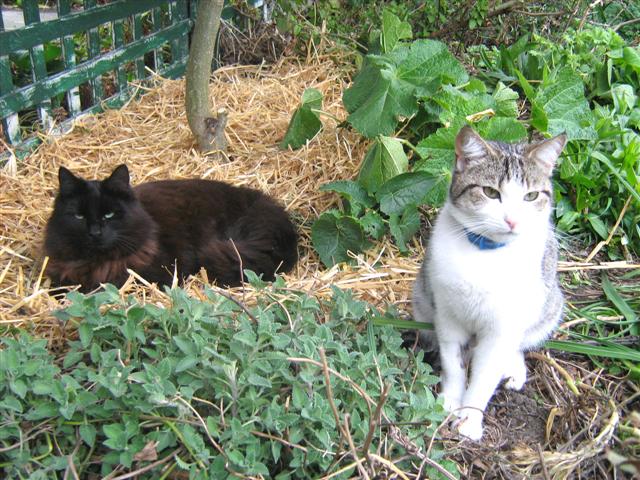 Tabi and Spice resting in their straw place