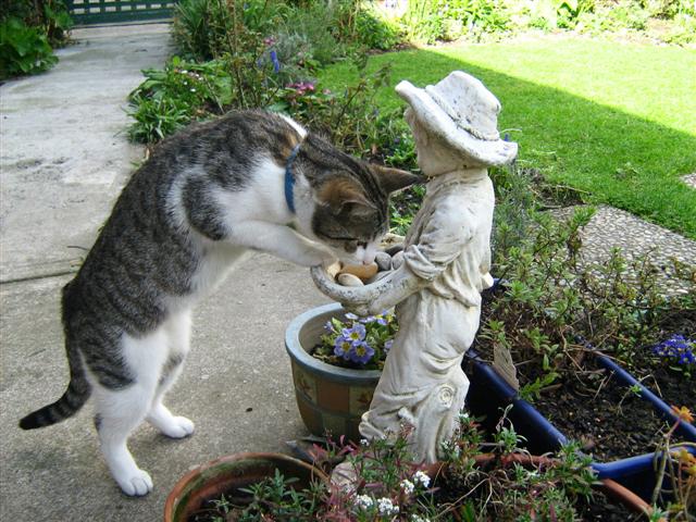 Tabioca investigating ...