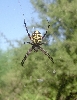 desert spider