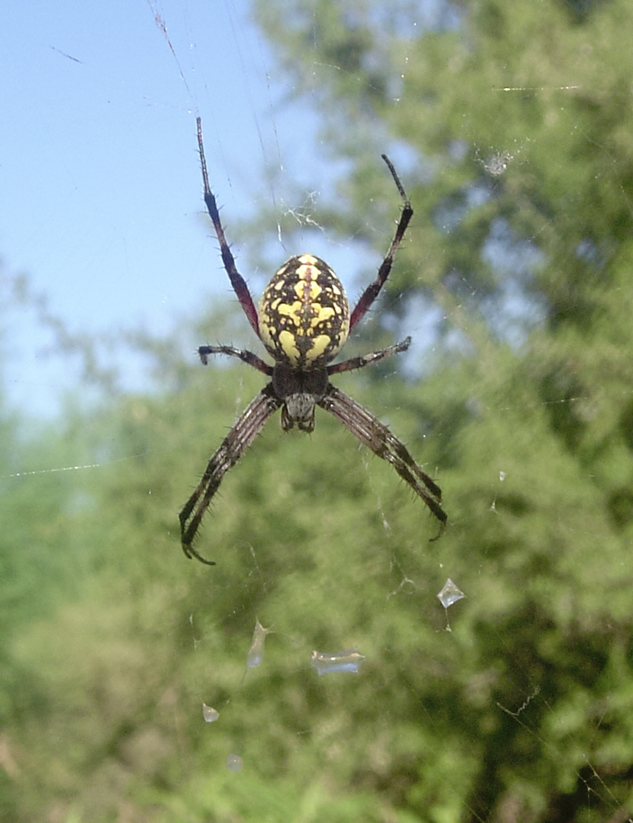 desert spider