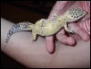 New Leo form Golden Gecko