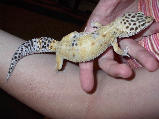 New Leo form Golden Gecko
