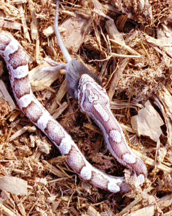Ghost Corn Feeding