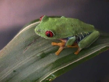My Red Eyed Tree Frog 2