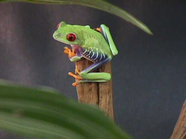 My Red Eyed Tree Frog