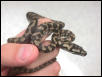 Baby Coastal Carpet In My Hand